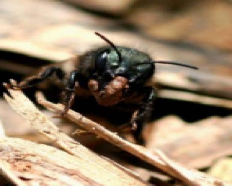Mud is a must! Mason bees need wet clay soil within 50-100 feet from the nest.