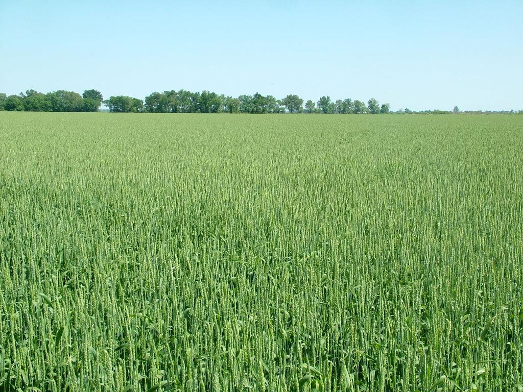 Wheat Development