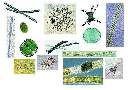 Phytoplankton Predominantly single-celled and microscopic 0.