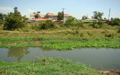 in Lake Victoria water hyacinth, algal