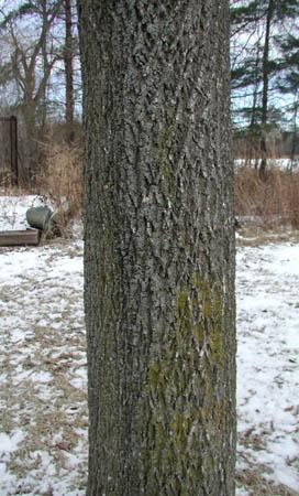 How to Identify Ash Trees The emerald ash borer feeds exclusively on ash trees in North America.