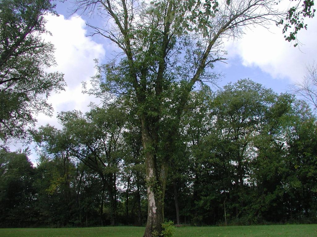 Signs and Symptoms The symptoms associated with EAB infestations are very similar to those of other common ash pests or diseases including other wood boring insects that attack ash trees.