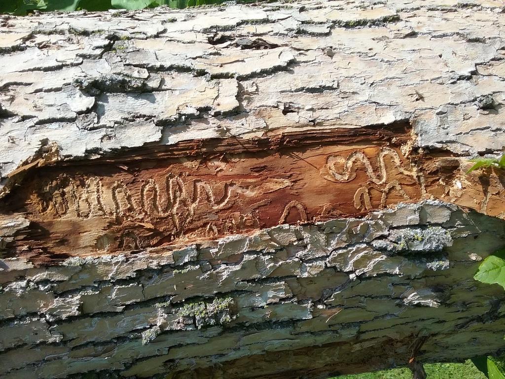Increased woodpecker damage: some older infestations have increased woodpecker activity as the birds try to feed on the EAB larvae.