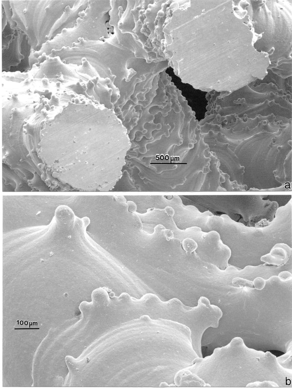 Figure 13. (a) SEM views of cut and polished cellular bridges in the center foam (0.