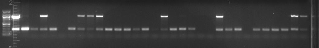 Lab exercise PCR Protocol for the cry1ia1 Gene in Potato Component 2X Promega PCR Master Mix Amount per Reaction 12.5 µl Cry1Ia1-F (forward primer) (20mM) 1.0 µl Cry1Ia1-R (reverse primer) (20mM) 1.