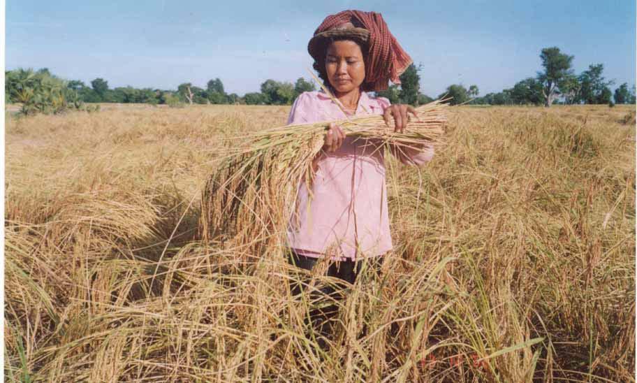 AN ASSESSMENT OF ECOLOGICAL SYSTEM OF RICE INTENSIFICATION (SRI) IN CAMBODIA IN WET