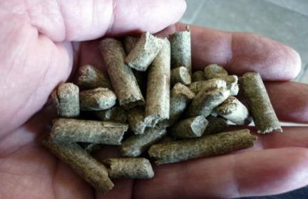 Giant King Grass Pellets as Coal Replacement Giant King Grass pellets cofired up to 20% w/