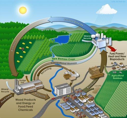 Biomass is Low Carbon Fuel Biomass energy is solar energy & CO 2 captured in plants by photosynthesis Burning biomass or biofuels