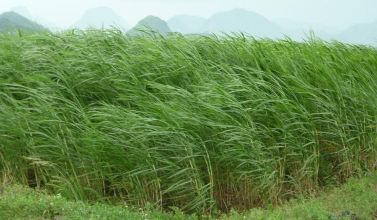 Giant King Grass Enables a Closed Loop Biorefinery Water and sunshine