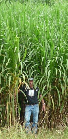 Giant King Grass Versatile, very high yield, non-food dedicated energy crop Perennial in tropical and subtropical regions Does not survive a long freeze Harvest 2-3 times/year High yield