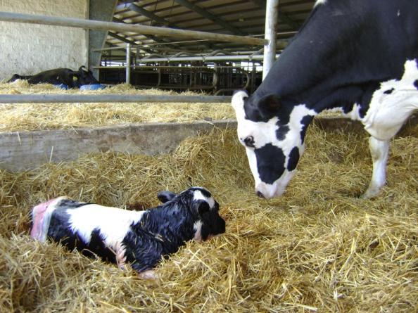 ME 305 d (kg) Replacement Costs ($) Economics of Transition Cow Management 1000-cow herd Culling within 60 DIM Items 6% 12% Pregnant, % 603.00 610.00 Lactating, % 855.00 856.00 Milk, kg/d 29.30 29.