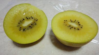 Zespri Gold (Successful Case of Introduction of Foreign-bred Variety) (1) Zespri Gold New variety of kiwi fruit, bred by a