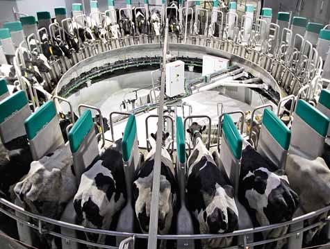 Our portfolio includes automatic and conventional milking, automatic feeding, cooling, herd management,