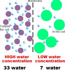 Osmosis is the diffusion of water molecules through a selectively