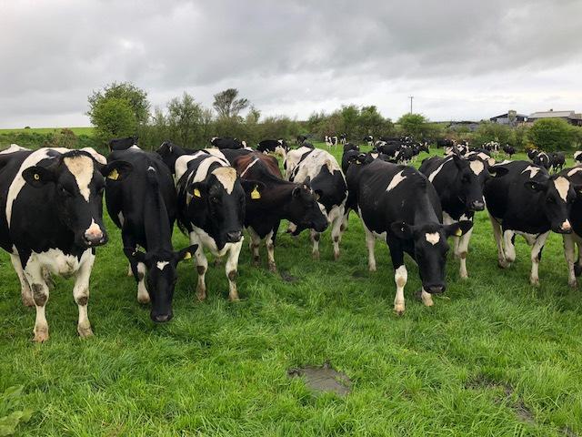 PEDIGREE AND COMMERCIAL DAIRY CATTLE FRESHLY CALVED COWS AND HEIFERS DAIRY DRY AND YOUNGSTOCK STOCKBULLS OF ALL BREEDS 12 TH JUNE 2018 11.