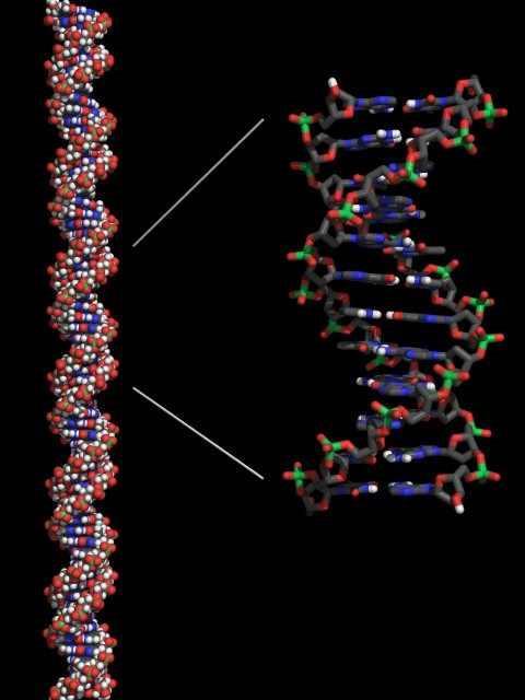 DNA Structure Double helix Binding between the helices Specific binding rules One neucelobase only binds with