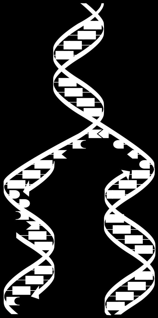 DNA can split and replicate the other half of