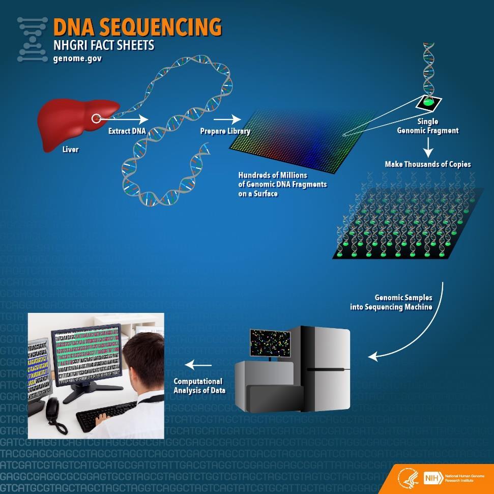 DNA Sequencing Procedure: cut up the DNA Using a specific enzyme identify the