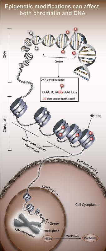 Epigenetics The most obvious modifier of DNA are histones Histones act as spools to