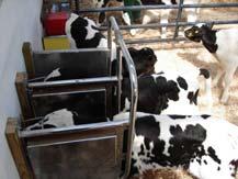 structures Fed colostrum Cost of calf currently $200 250
