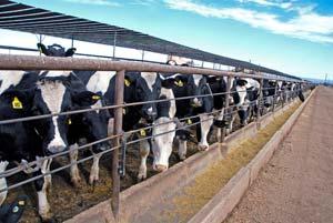 Effect of low beef cattle numbers Increased price of