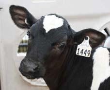 2 Million 2015 20% Beef Supply Price of Feeder calves