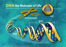 Characteristics of DNA DNA is inherited from parents (half from mother, half from father).