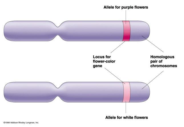 Allele- A variant of a gene or marker.