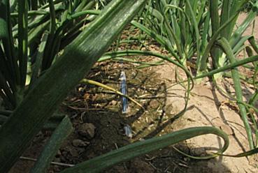 There are a number of ways in which growers can eliminate irrigation runoff from their fields. One way to eliminate runoff from farms is to change irrigation techniques.