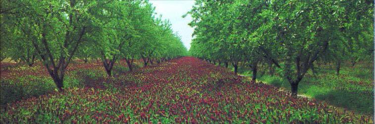 UNIVERSITY OF CALIFORNIA COOPERATIVE EXTENSION AGRICULTURE AND NATURAL RESOURCES AGRICULTURAL ISSUES CENTER 2016 SAMPLE COSTS TO PRODUCE ORGANIC ALMONDS SAN JOAQUIN VALLEY - NORTH SOLID SET SPRINKLER
