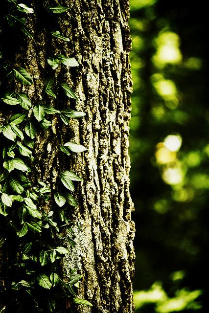 2015 Vermont Forest Action Plan Update