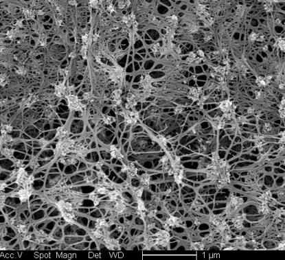SURFACE & FRACTURE SEM - SILICA 2.