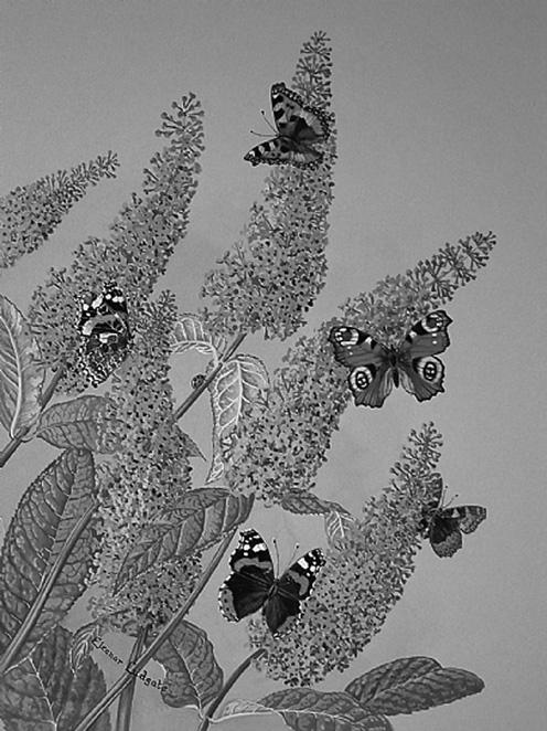 13 (c) The picture shows three species of butterfly on a buddleia bush. Buddleia are found in open shrub land.