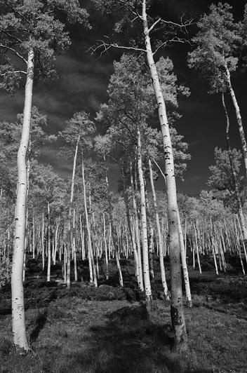 10 Read the newspaper article. 20 Pando, the World s Largest Organism Pando is a forest of 47 000 aspen trees in Utah, USA. All the trees are connected by one underground root system.