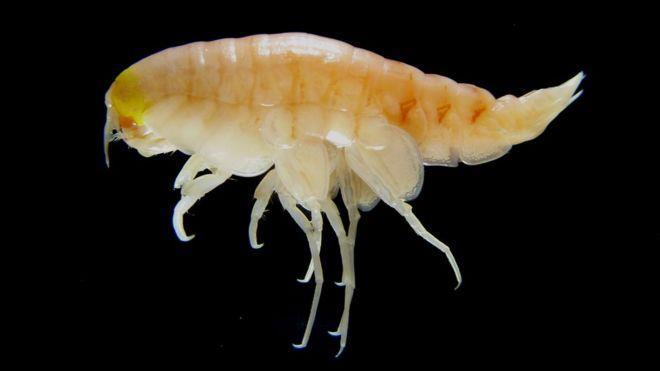 Recent news: PCBs in the deep ocean This year researchers found highly elevated levels of PCBs (banned in the US in 1979) in the fatty tissue of amphipods (a type of crustacean) from the Mariana and