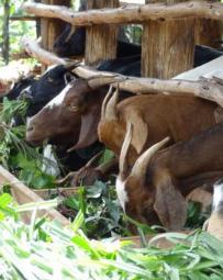 In the predominantly annual cropping system communities, free grazing livestock often damage crops and are a major cause of conflict.
