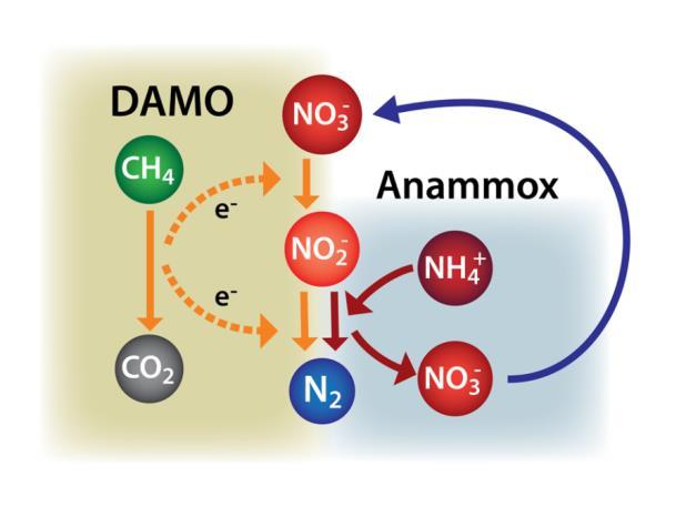 Denitrifying Anaerobic Methane oxidation (DAMO) process Some microorganisms can couple anaerobic methane oxidation to denitrification, via the so-called denitrifying anaerobic methane oxidation