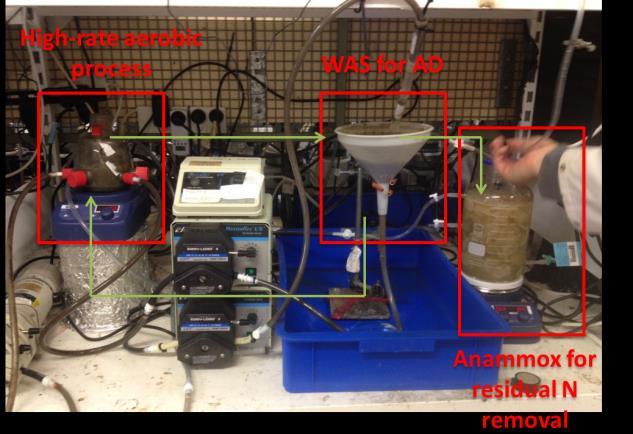 3.5 INTEGRATION TEST A lab-scale anammox reactor was set up and fed with the effluent of the HRAS to test the integration of the lab-scale reactors (Figure 16).