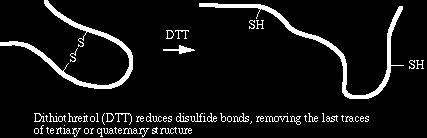Cystine contains a sulfhydryl (-SH) group that spontaneously forms a disulfide bond (-S-S-) with another