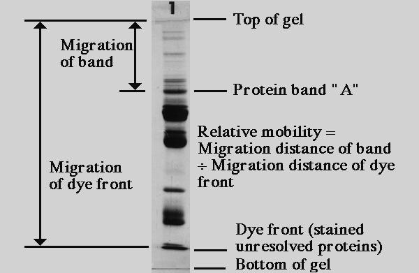 Measuring relative mobility of protein bands Relative mobility is the distance migrated by a band divided by the distance migrated by the dye