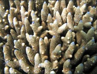 Higher water temperatures cause bleaching: