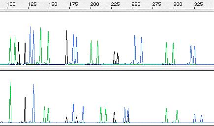 Two different individuals Time-> Human Identity Testing with Multiplex STRs D3 amelogenin D8 TH01 D19 VWA D21 FGA AmpFlSTR SGM Plus kit DNA Size (base pairs) D16 D18 D2 probability of a random