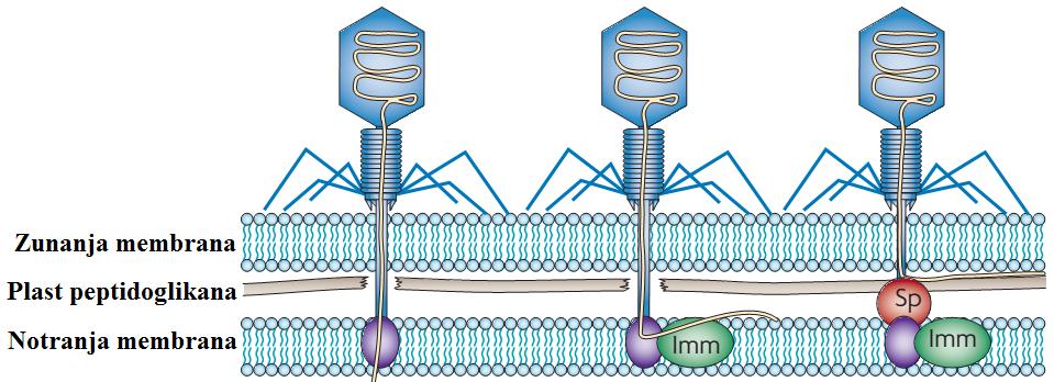 2.3 PRODUKCIJA KOMPETITIVNIH INHIBITORJEV Molekule, ki so naravno prisotne v okolju bakterij, se lahko specifično vežejo na bakteriofagne receptorje, kar jih naredi nedostopne za viruse. E.