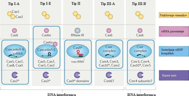 virusnih vmesnikov v CRISPR sekvenci gostitelja in odpornostjo tega gostitelja na virus, iz katerega ti vmesniki izvirajo.