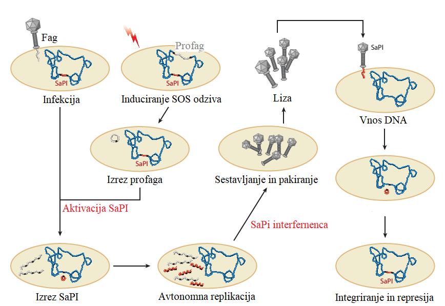 7 INTERFERENCA SESTAVLJANJA VIRUSOV Zadnja stopnja obrambe bakterij pred fagi pa deluje na preprečevanju sestavljanja virusnih delcev.