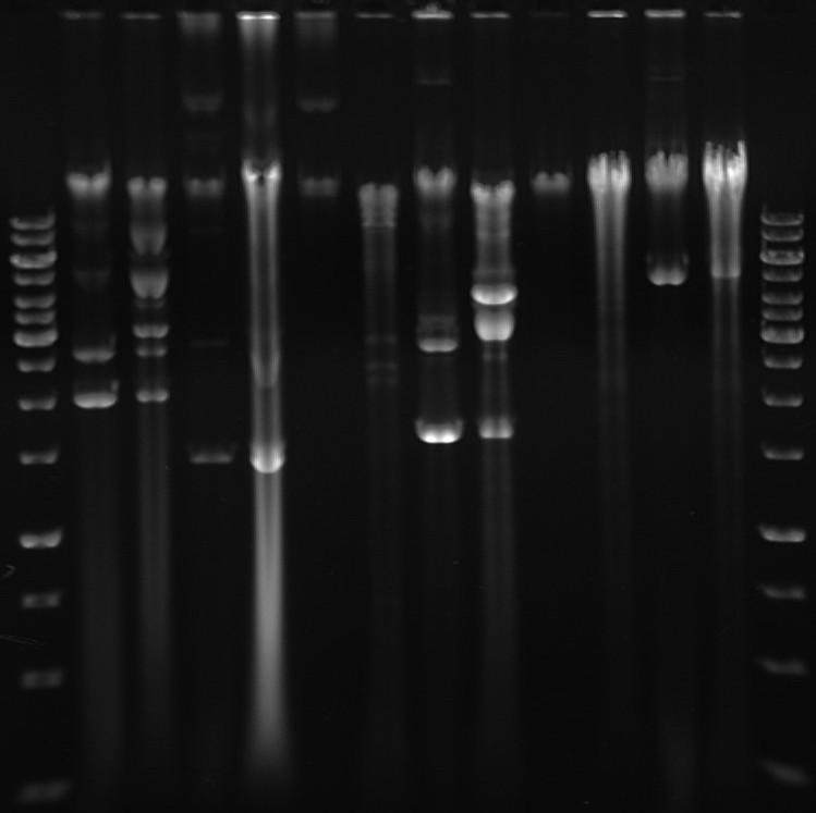 41 S 1 1r 2 2r 3 3r 5 5r 6 6r 8 8r Slika 5: Prikaz izoliranih plazmidov sevov E. coli.