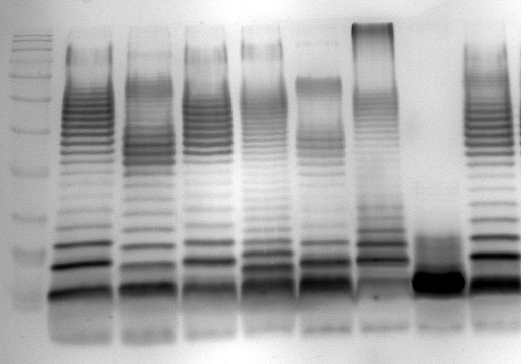 42 4.4 PROFIL LPS Profiliranje LPS smo izvedli pri sevih E. coli in za primerjavo dveh kontrolnih sevih E. coli MC4100 in DL94, kot je opisano v poglavju 3.2.6 LPS-profiliranje z metodo SDS- PAGE, rezultati so predstavljeni na Sliki 6.