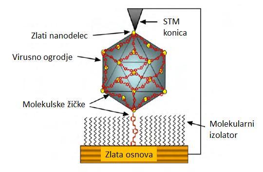15 Paličasti VLP, npr. TMV VLP, so po obliki 300 nm dolgi votli delci in zato odlična platforma za proizvodnjo nano-žičk (Niu in sod., 2007), električno prevodnih materialov (Kuncicky in sod.