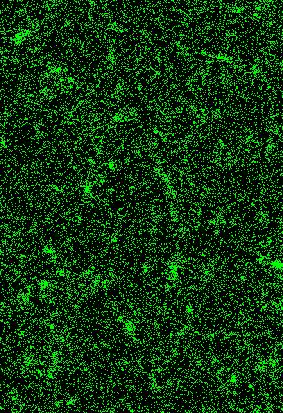 Fluorescenca [A.U.] Šink A. Priprava virusom podobnih delcev z uporabo bakterijskega ekspresijskega sistema.