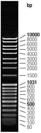 B1: dolžinski standard Lambda DNA/HindIII (λdna/hindiii, 2011); Pril.